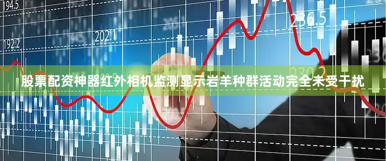 股票配资神器红外相机监测显示岩羊种群活动完全未受干扰